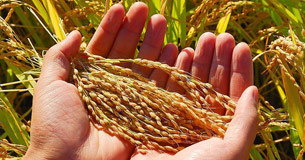 ���������ϼ�(j��)��(b��o)���¹���r�����(z��i)�l(f��)�����������(gu��)�����P(gu��n)���T(m��n)��(b��o)�����¹ʳ�����r���ֹ��I(l��ng)��(d��o)��һ�r(sh��)�g���{(di��o)��M�s���ֵ�ֱ�َ�(k��)���˽��(z��i)��pʧ���˲��¹�ԭ����̎�����P(gu��n)������ ��������(du��)�ܞ�(z��i)�Zʳ�M(j��n)��������Ŀǰ������ץ�o��(du��)�ܞ�(z��i)�Zʳ�M(j��n)����������(du��)�ܓp��o(w��)������������ʹ�Ãr(ji��)ֵ�ļZʳ���鹤�I(y��)ԭ���M(j��n)��̎�������Ō�4.1�f(w��n)���Zʳ�D(zhu��n)�\(y��n)����߅��(k��)�c(di��n)��(ch��)��������6��3������12�r(sh��)���ѽ�(j��ng)�D(zhu��n)�Ƴ��Zʳ2.7�f(w��n)����ʣ��1.4�f(w��n)������2�Ճ�(n��i)����D(zhu��n)����ɢ�� ����������(d��ng)���U(xi��n)���r�̡����չ�_(k��i)���U(xi��n)���r�{(di��o)�鹤�����M�����ܜp�ٓpʧ�� ����������¶�샦(ch��)�Z�����������°l(f��)�o��֪ͨ����(du��)�ӏ�(qi��ng)¶�샦(ch��)�Z��ȫ�������M(j��n)�в�����Ҫ��|����ʡһ�^(q��)���֣��ӣ���˾�������{(di��o)��(zhu��n)�����M�əz��M����(du��)ݠ�^(q��)¶�샦(ch��)�Z��r�M(j��n)�Џصיz���� ����������(d��ng)؟(z��)���ˆ�(w��n)؟(z��)�C(j��)�ơ���(du��)�ֵ�ֱ�َ�(k��)���β�ȡͣ̎�������P(gu��n)؟(z��)��������{(di��o)���� ����������˾�����¹��{(di��o)��M�����ա���(sh��)���������������^����(y��n)�C��(du��)�����ć�(y��n)̎������ԭ�t����(y��n)������(j��)��(gu��)�����P(gu��n)���ɷ�Ҏ(gu��)�Ϳ���˾Ҏ(gu��)���ƶȣ���(du��)�¹�ԭ���M(j��n)�з����J(r��n)������(du��)؟(z��)�����M(j��n)�Ї�(y��n)�C̎������(du��)؟(z��)�Ά�λ�M(j��n)������������©���������(l��i)���¹ʰl(f��)������������χ�(gu��)�ҵط����T(m��n)�{(di��o)�顡��χ�(gu��)�����P(gu��n)���T(m��n)���ط����������������O(ji��n)�Ȳ��T(m��n)��(du��)�˴��¹��M(j��n)���{(di��o)�������������������(hu��)���缰ý�w�O(ji��n)����