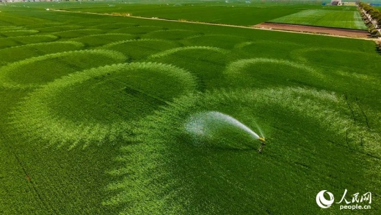 河南省駐馬店市西平縣二郎鎮(zhèn)張堯村村民搶抓農(nóng)時，灌溉麥田。人民網(wǎng)記者 王佩 攝